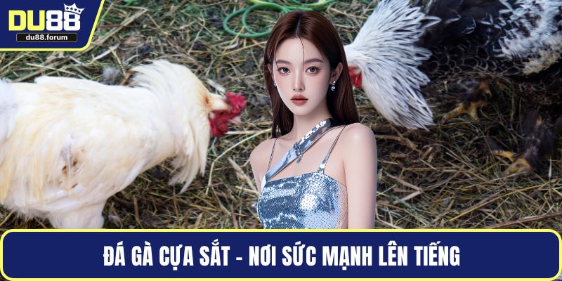 Đá gà cựa sắt - Nơi sức mạnh lên tiếng